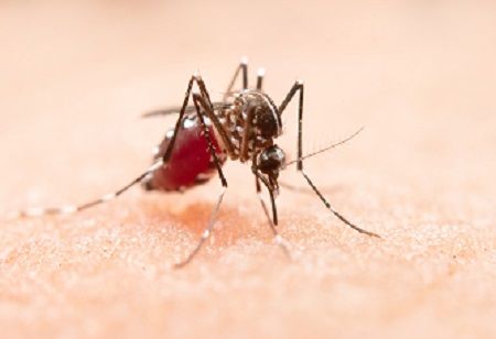 Bangladesh Dengue Surge Puts India's Qdenga Strategy in Focus Bangladesh Dengue Surge Puts India's Qdenga Strategy in Focus India Pharma Outlook
